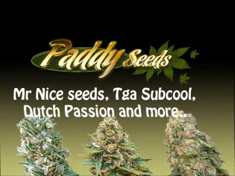 Regular cannabis seeds