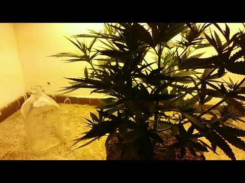 Growing Weed In My Closet - 4 Way Special Auto