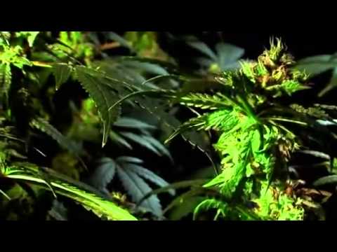 Hooked-Illegal Drugs And How They Go That Way - S01E01 - Marijuana & Amphetamines