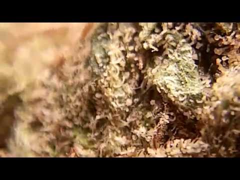 Ep 387 Bubblegum Haze Strain Review weed medical marijuana Hd 1080p