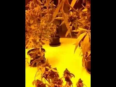 Industrial Indoor Cannabis garden ready for harvest