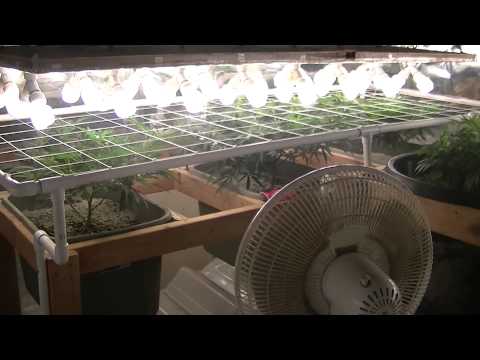 Green Ninja's Next Indoor Organic CFL Medical Marijuana Grow Part 12...Grow Room Update