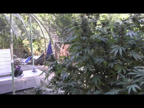 Grow Update and Harvesting Deadhead OG with Dino! For REAL this time!