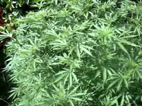 Piatra Neamt - Outdoor Grow