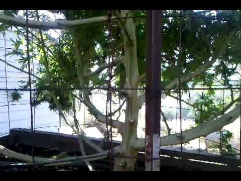 Giant Outdoor Marijuana Grow