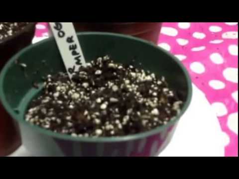 Green Thumb Girl-Sowing- New Run- Dirty Water Organics-Melvanetics