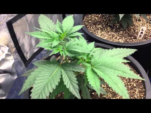 Indoor Growing Day 11 Veg.