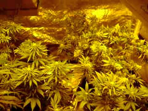 growing marijuana (vegative/flower )