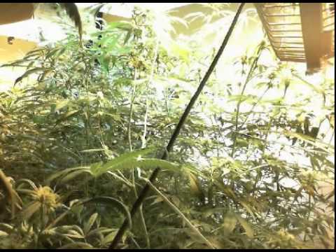 I Grow Live Week 6 Marijuana Time Lapse cannabis weed dope growing full grow.mov