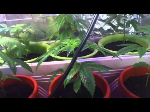 Inside Grow Room.. Marijuana 5weeks