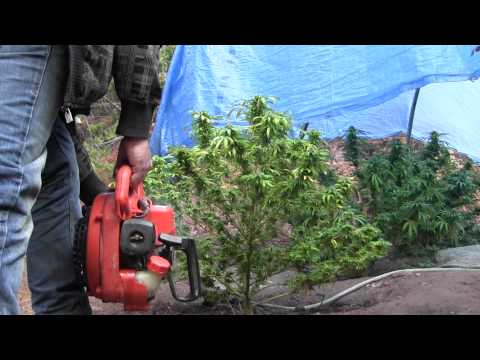 The Importance of DRYING your Outdoor Grow & Using Blowers & Fans!