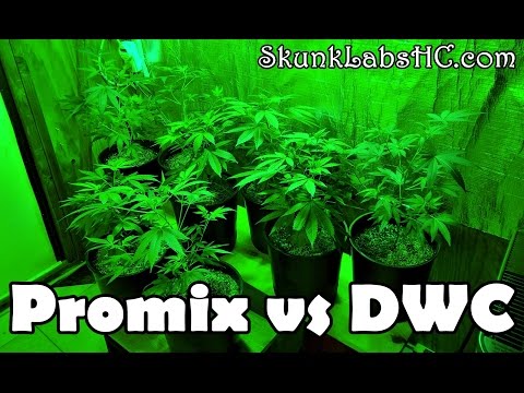 Skunk Labs Veg Update Promix vs DWC Day 28