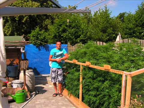 Marijuana outdoor Weed Grow 2010 the dutch way-- NEDERWIET