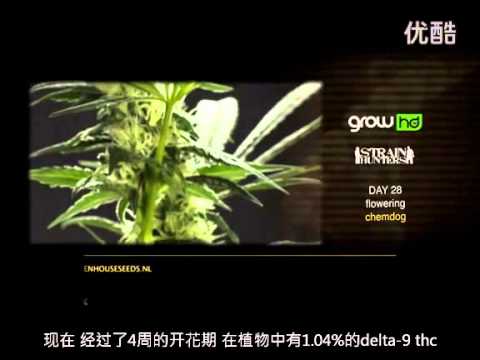 种植Growing Weed28 种子公司广告2（无土栽培技术 不是我翻译的）