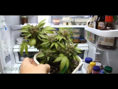 LCS Day 87 GDP in Refrigerator
