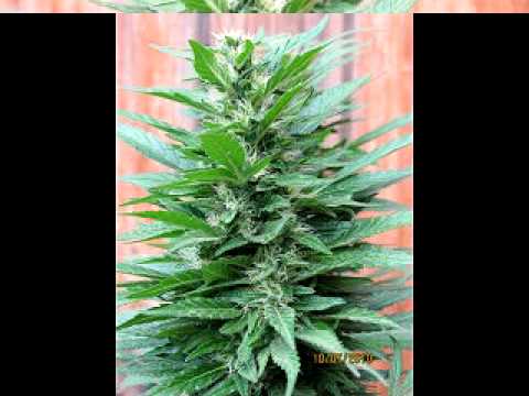 outdoor grow marijuana grape koolaid weed 10/09/10