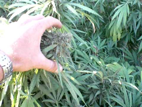 Medical marijuana outdoor 2010 Harvest time