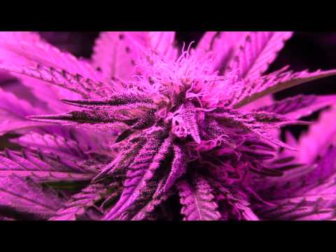 1500w LED Update - Day 26 Flower - Maximum Yield Show & Twisted Dreams Radio