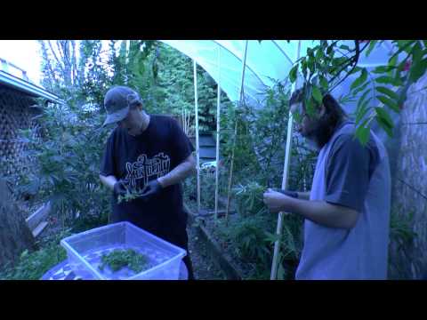 Green House Harvest , Grow Your Own Medicine