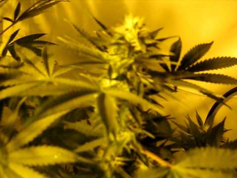 Medical Marijuana Grow room