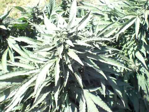 Medical Marijuana Outdoor sept 2010