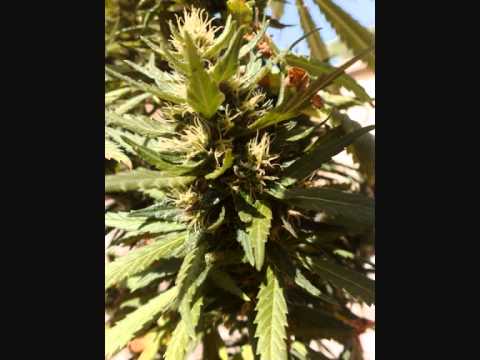 outdoor marijuana grow 2010 - part two