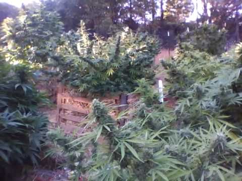 Outdoor Marijuana 2010 HARVEST BUDS