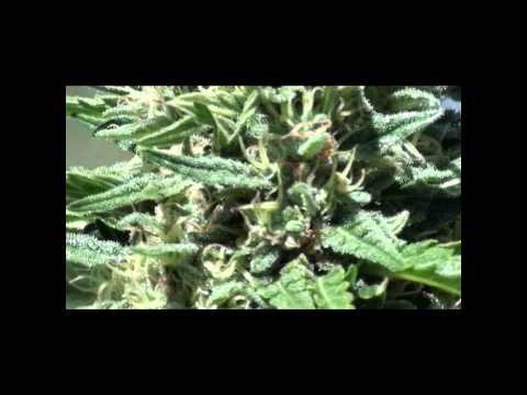Marijuana desert garden.wmv