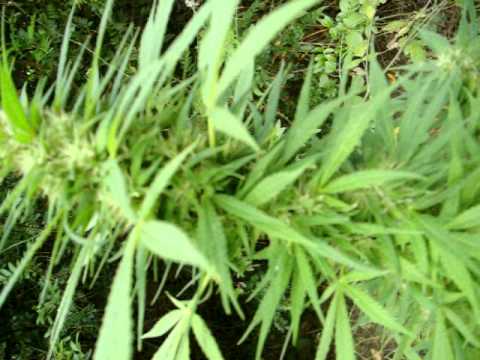 marijuana outdoor grow flowering 2010