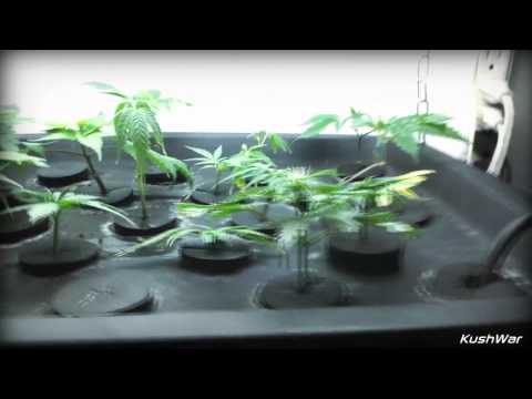KushWar | Indoor Marijuana Grow up Ep. 1