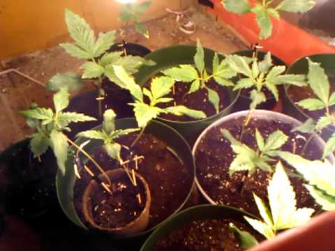 First time growing marijuana