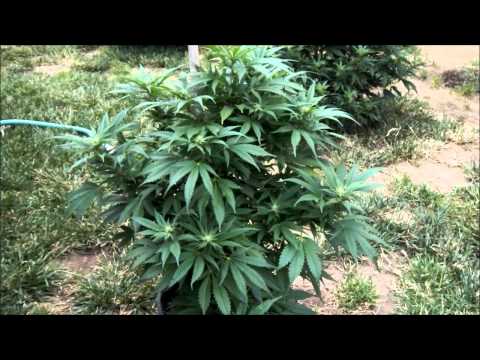 outdoor medical marijuana grow