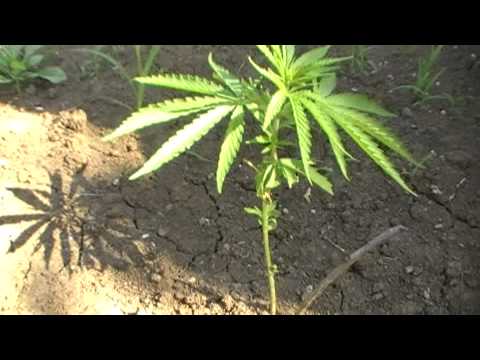 Marijuana: Growing outdoor 5+ weeks