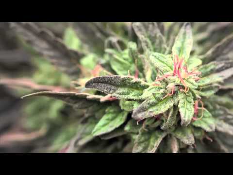 Jorge Cervantes: Medical Marijuana Outdoor Gardens Tour - 10lb.+ MEGA Plants!!