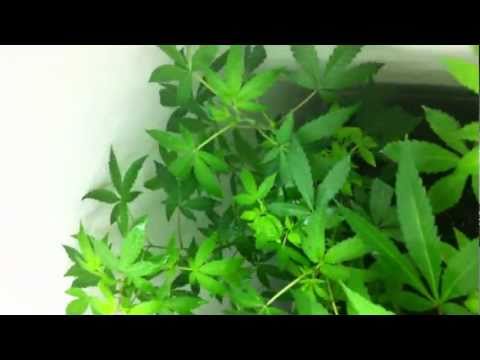 First Indoor Marijuana Grow