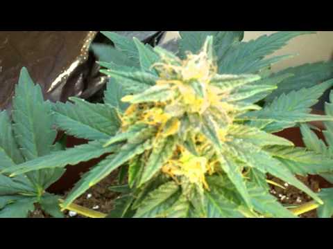 Growing Marijuana Indoors (Snow Ryder + Feminized & Auto Flowering) Part 3