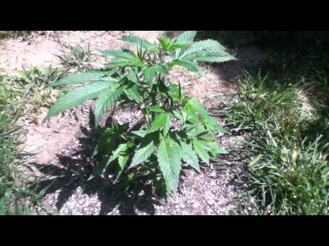 Outdoor medical marijuana grow update 2