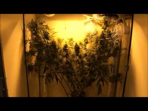 I_m Growing Marijuana in My Closet - Big Closet Buds__.mp4