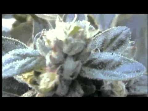 Medical Marijuana Outdoor Grow 2011 pt 1, 3rd I, Lavendar, OG