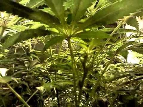 Beginners guide to growing marijuana flwr pt 3
