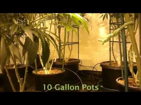 CaliGrowGirl Video 25 Clonewarz2011 Style With an introduction to our second grow