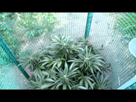 BUBBA KUSH Outdoor Medical Marijuana Grow *JUNE 2011*
