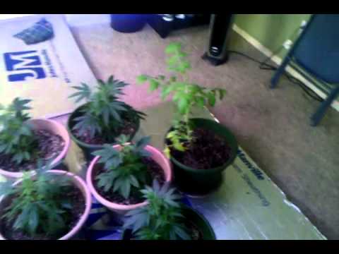 Medical Marijuana Grow Rooms