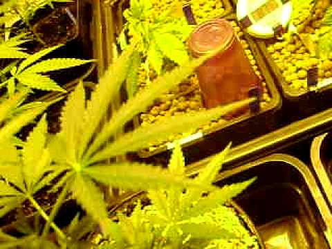 growing marijuana (vegative stage)