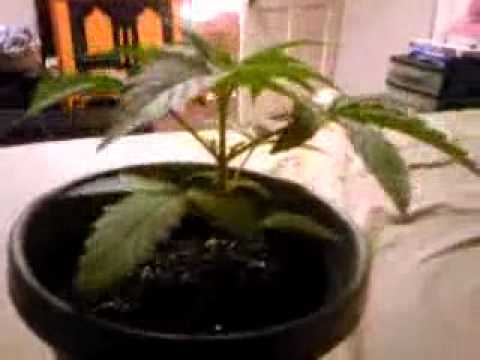 Indoor Marijuana Grow Room (First Time Grow)