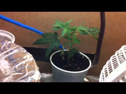 Medicinal marijuana grow cupboard