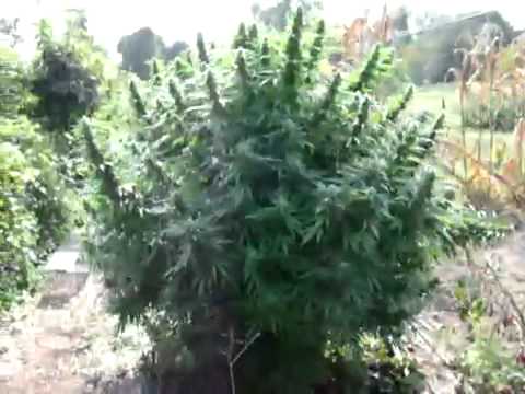 The Monster Marijuana Plants Walkaround Outdoor Grow 2009www savevid com