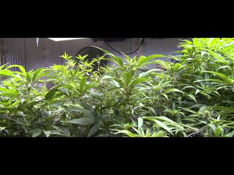 Medical Marijuana Grow Consultation Services - OTHERSIDE FARMS