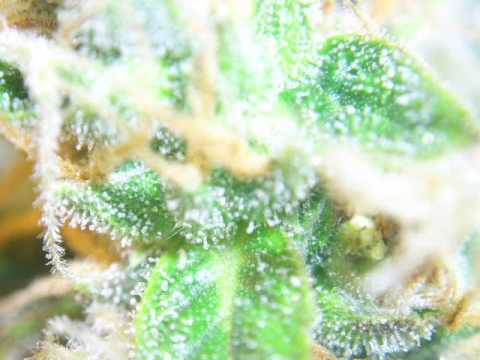 Beautiful Marijuana Plant Pictures