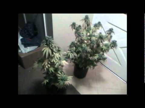 outdoor/indoor marijuana grow